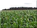 Maize field and covert