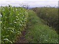 overgrown Public Footpath