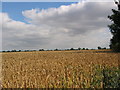 Wheatfield near Skirlaugh