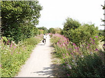 SP7803 : Cycle track, formerly railway, Princes Risborough to Thame by David Hawgood