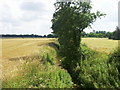 River Wissey, Necton