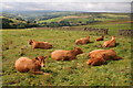 SE0428 : Cattle near Wainstalls by Mark Anderson