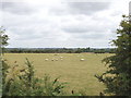 SP7506 : Sheep pasture near Haddenham by David Hawgood