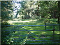 Forestry access, south of Ringwood