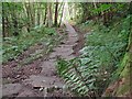 Packhorse Path in East Arnecliff Woods