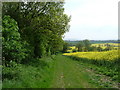 Coombe Wood and Oilseed Rape