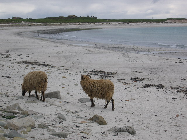 South Bay beach on North Ronaldsay Sheep on the South Bay beach near Nouster at the southern end of North Ronaldsay, the most Northerly Orkney Island. The Sheep famously spend most of the year grazing only on the beach and seaweed, kept there by a 13 mile drystone dyke, maintained by the community, that circles the entire island.