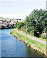 Swans by the canal at Rishton