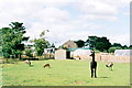 Lords House Farm with Llama