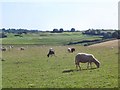 Devon sheep