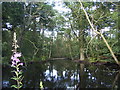 Pond at Woodcroft Gardens