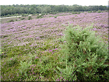 SU3107 : Heathland between The Ridge and the Beaulieu Road, New Forest by Jim Champion