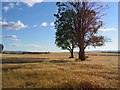 Barley Field, Methven