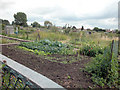 Hoole Allotments