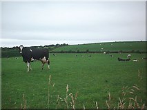 SH3181 : Dairy Herd by Dave Smethurst