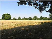 SU4678 : Farmland near Stanmore by Pam Brophy