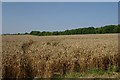 Farmland near Gazeley