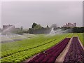 Field of lettuce, Upper Moor