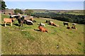 Cattle, New Greenwood Lee