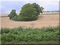 Clump of Trees in Gaddesden Lane.