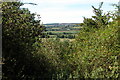 Trees on Cleeve Hill, near Cleeve Prior