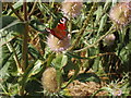 Peacock butterfly on teasels, near Towersey