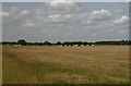 Piggeries on Kentford Heath