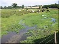 River Ver with cattle at Redbournbury