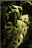 SO3216 : Moss in Caer Wood by Philip Halling