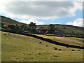 Crag House and pasture