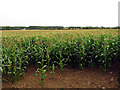 ST8880 : Maize Field near Hullavington by Pam Brophy