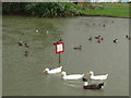 Ducks in the rain at Haddenham