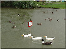 SP7408 : Ducks in the rain at Haddenham by David Hawgood