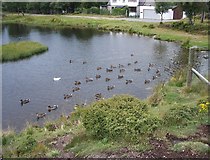 NO1491 : Braemar duck pond by Lis Burke