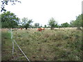 Cattle grazing on Epsom Common