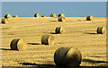 Autumn haybales near Monymusk