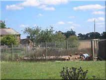 TL1120 : Hens in a pen near Someries Castle. by Jack Hill