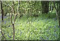 Wood at Brokerswood Country Park