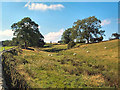 SE2148 : Small valley near Haddockstones Farm by David Spencer