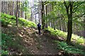 Path through the Hurt Wood