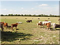 Cattle near Waldridge Manor