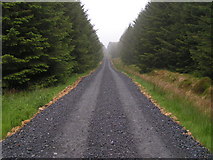 NY7974 : Forestry Road, Wark Forest by Dave Dunford