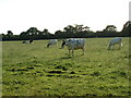 Cattle Grazing