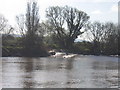 The Severn Bore, downstream from Minsterworth