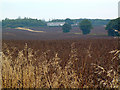 Ripe Beans in Billinge