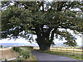 SJ5806 : Ancient oak. by Bob Bowyer