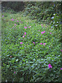 Wild flowers and nettles, Wilderness Island Nature Reserve, Hackbridge.