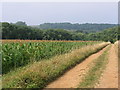 Bridleway and crops, Pegglesworth Home Farm