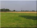 Pasture and Horses