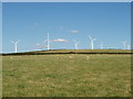 Sheep and Wind Farm, Bear